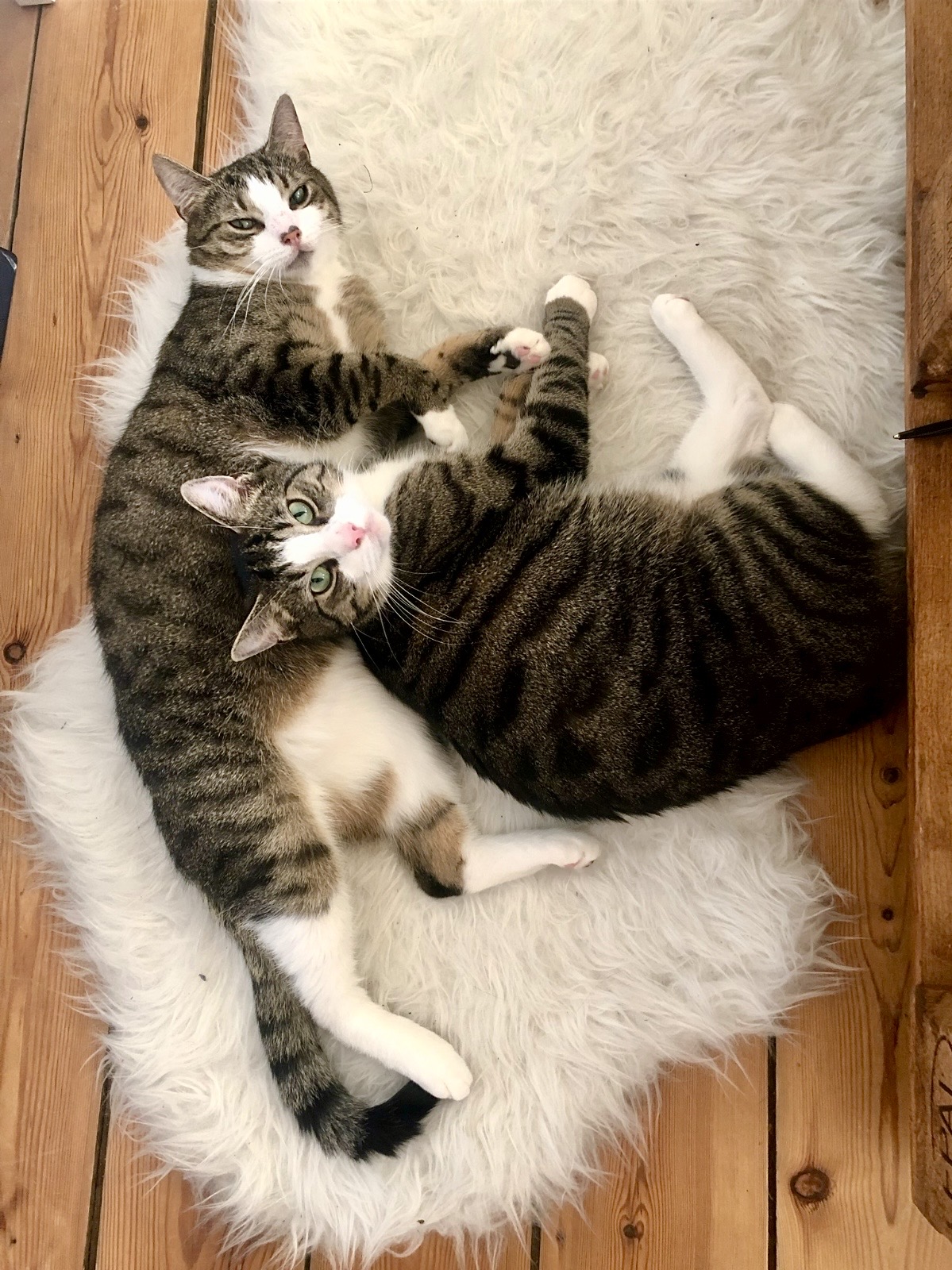 Die gemeinsamen Katzen Chuck und Charles posieren.